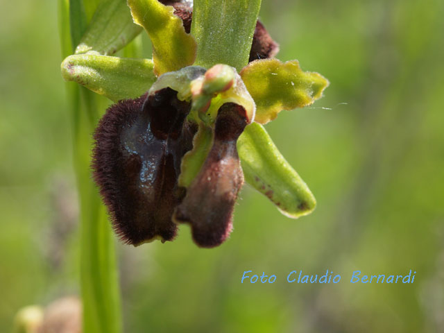 lusus naturae di ophrys pseudoatrata